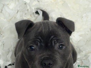 Staffordshire Bull Terrier dogs - Advert 5