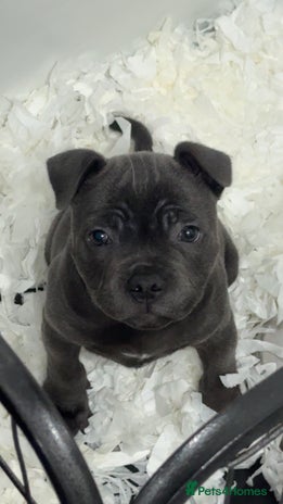Staffordshire Bull Terrier dogs - Advert 3