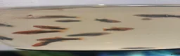 Swordtails fish for sale: Healthy Home-Bred Swordtail Juveniles in Stockport - Advert 6