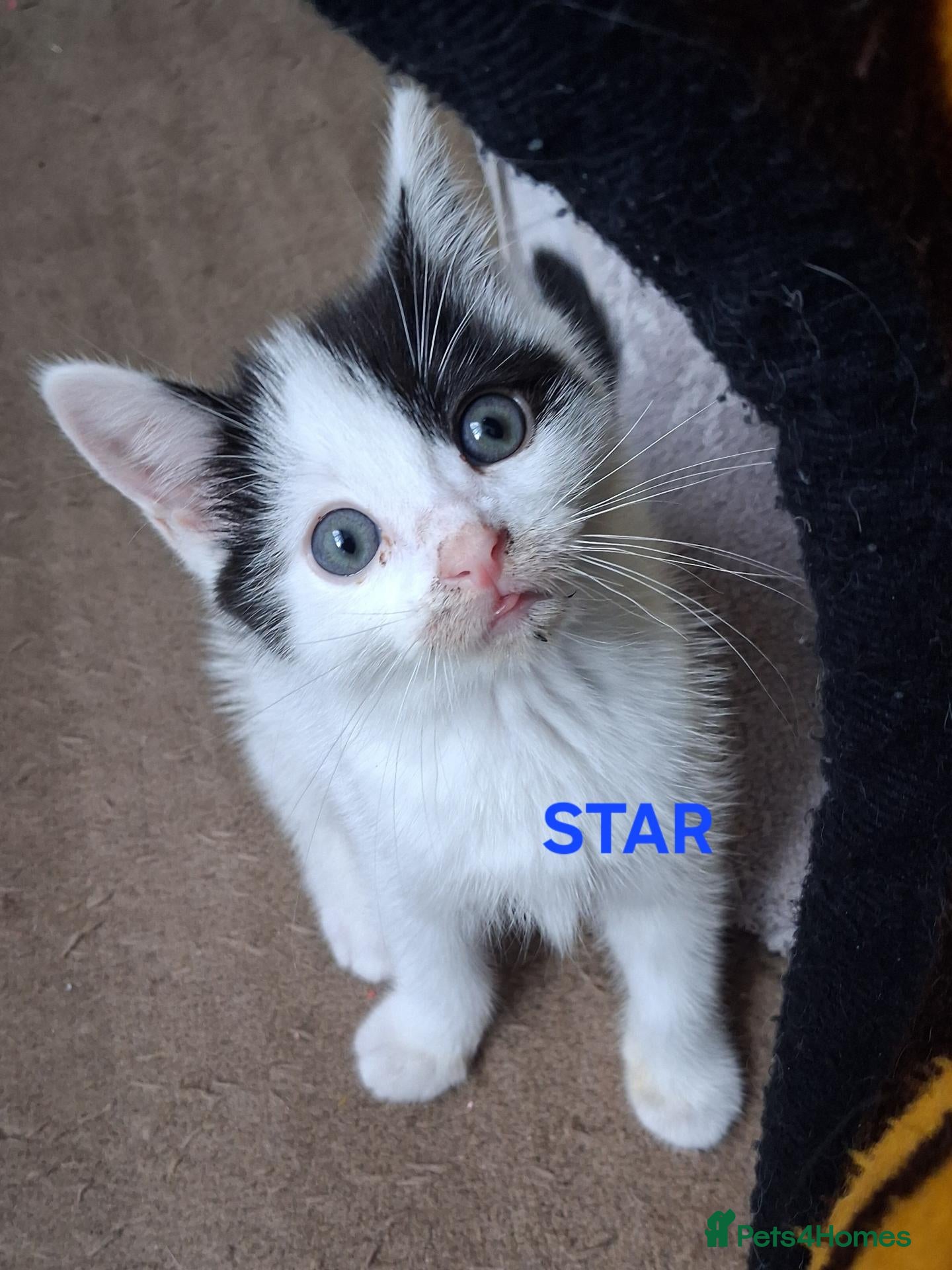 Ragdoll cats for sale: CUTE SOLID RAGDOLL KITTENS  - Advert 2