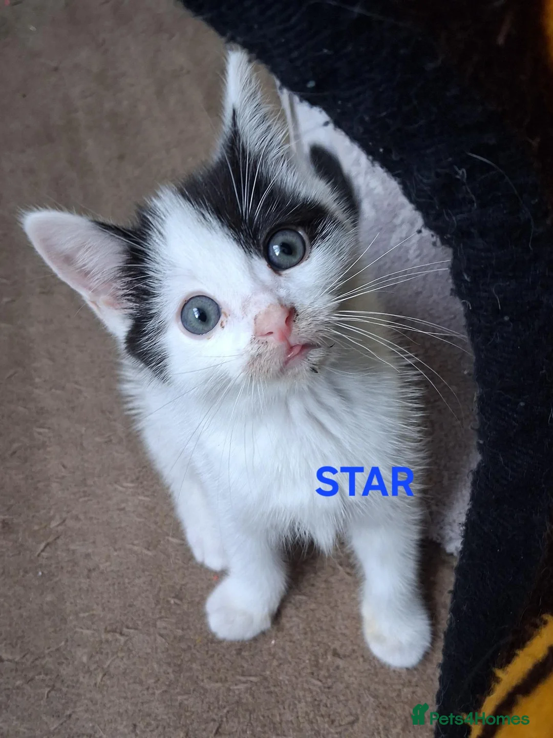 Ragdoll cats for sale: CUTE SOLID RAGDOLL KITTENS  - Advert 2