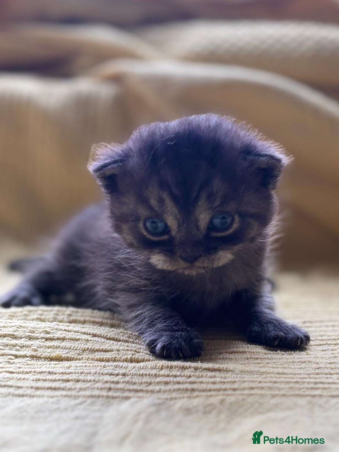 British Shorthair cats for sale:  🐾 BSH Blue,Chocolate& Tabby– Whiskers Kittens 🐾 - Image 6