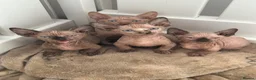 Sphynx cats for sale: Canadian sphynx kittens  - Advert 7
