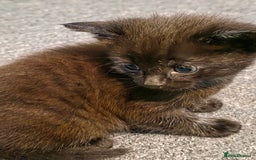 Maine Coon cats for sale: Ginger kitten's  - Image 6
