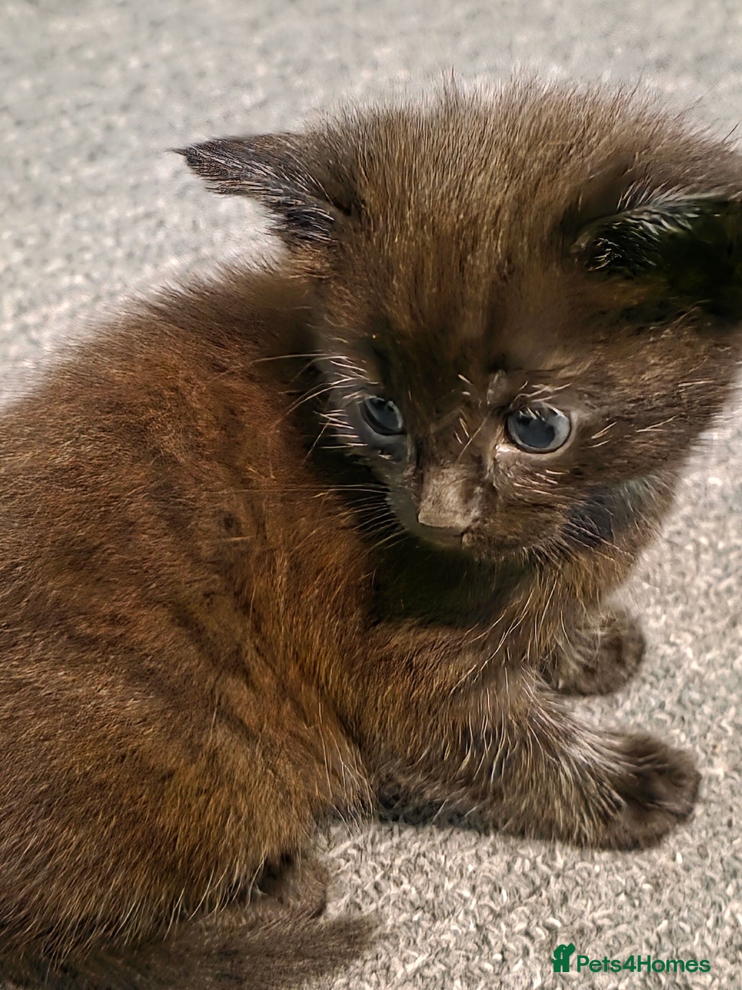 Maine Coon cats for sale: Ginger kitten's  - Image 6
