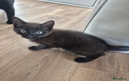 Domestic Shorthair cats for sale: 1 male 1 female  - Image 5