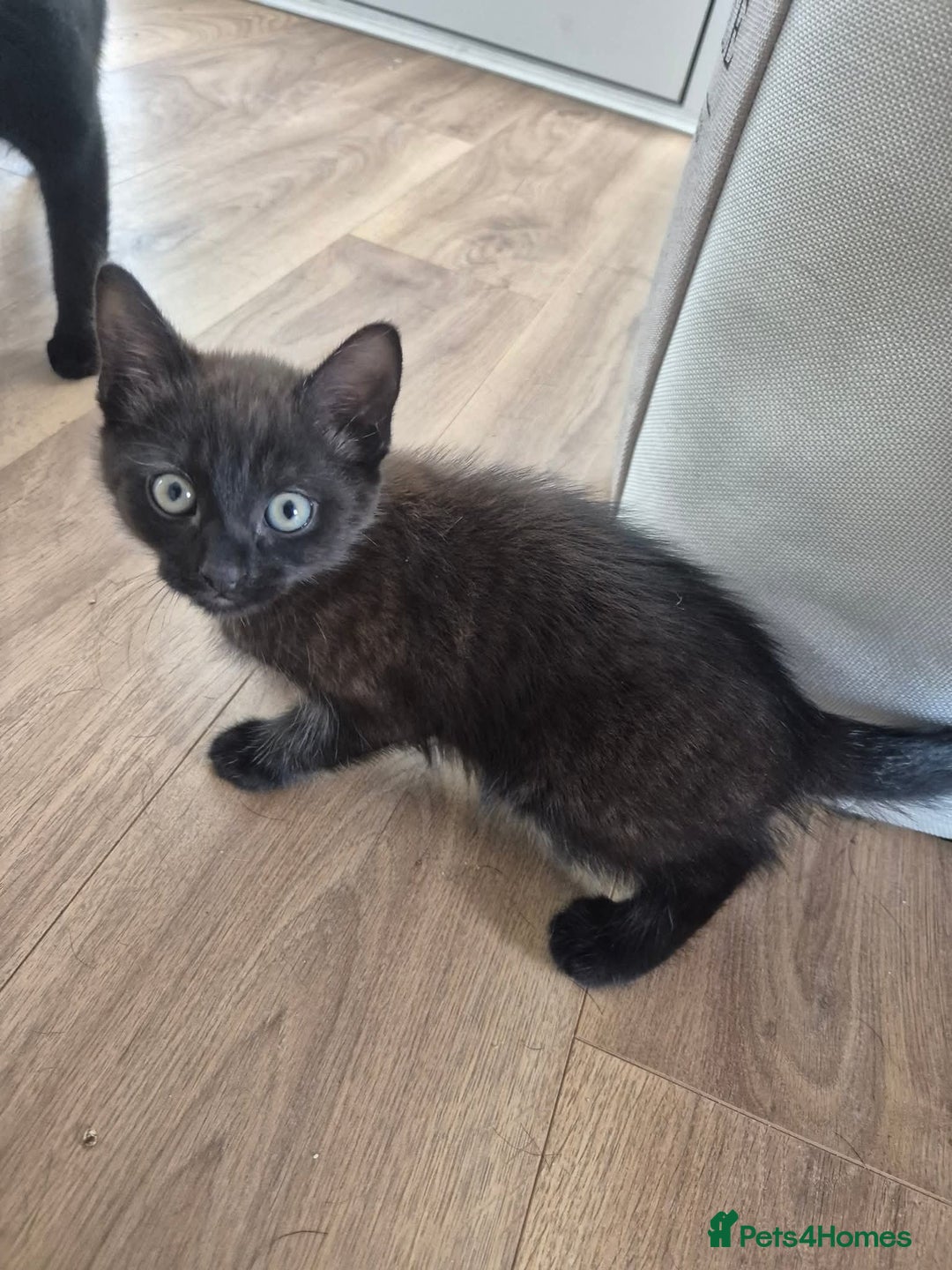 Domestic Shorthair cats for sale: 1 male 1 female  - Image 5