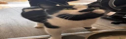 Mixed Breed cats for sale: 😻BEAUTIFUL KITTENS😻 - Advert 3