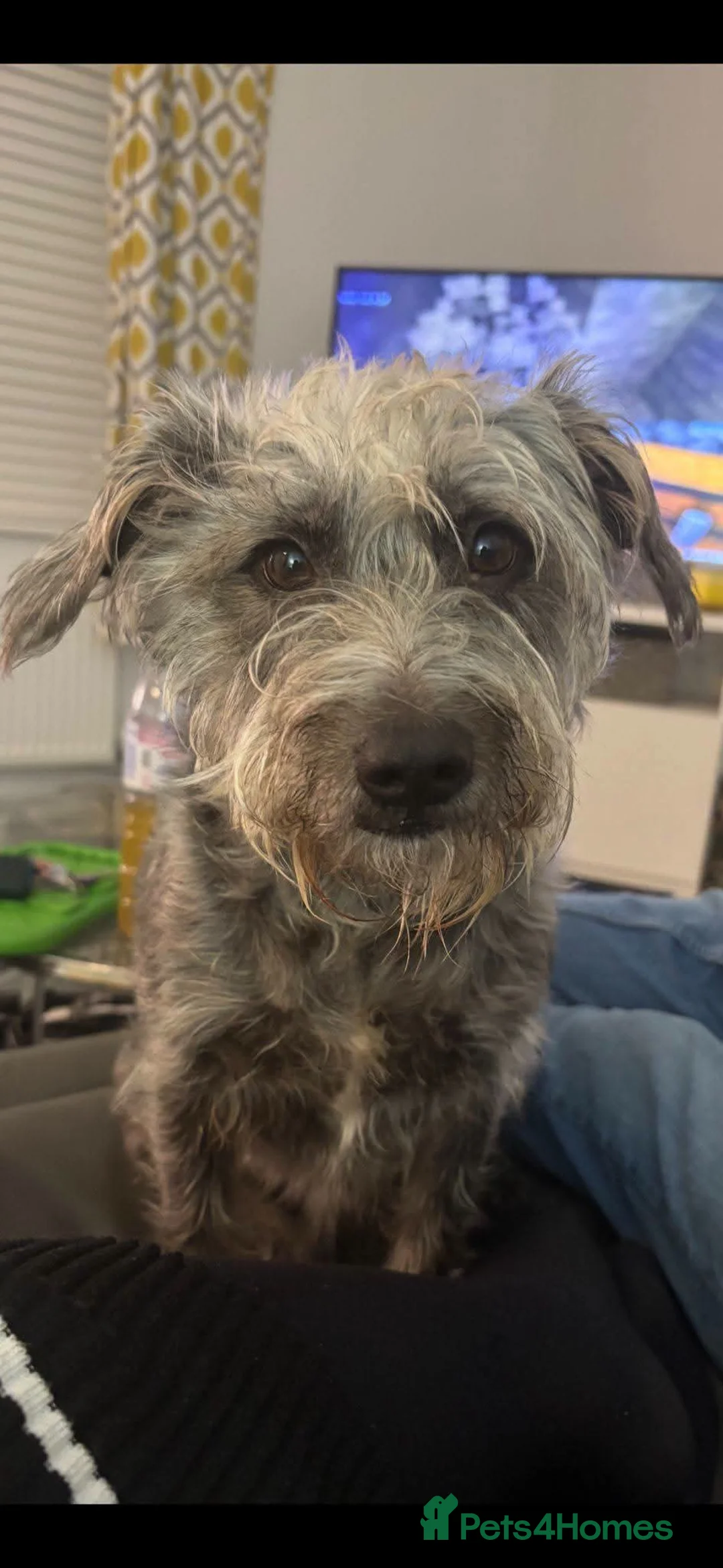 Mixed Breed dogs for adoption: Gorgeous Older Pair For Adoption  in Southampton - Advert 2