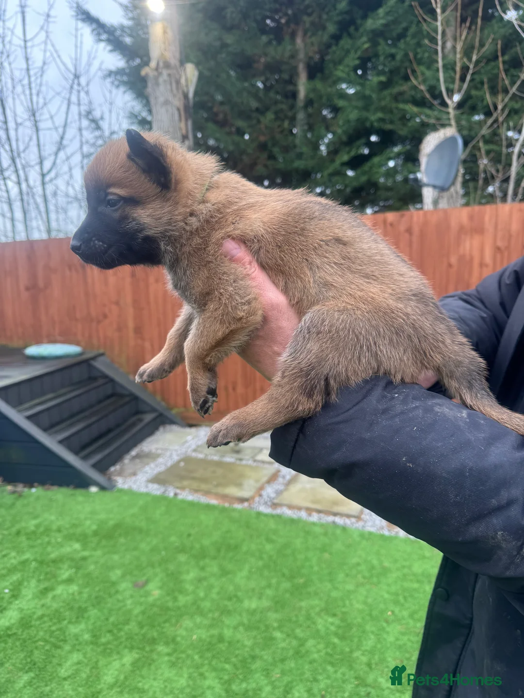 Belgian Shepherd Dog dogs for sale: Belgian Malinois Puppies - Advert 22