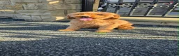 Cavapoo dogs for sale: ADORABLE F1b CAVAPOO PUPPIES FOR THEIR 4EVA HOMES  in Lancaster - Advert 3