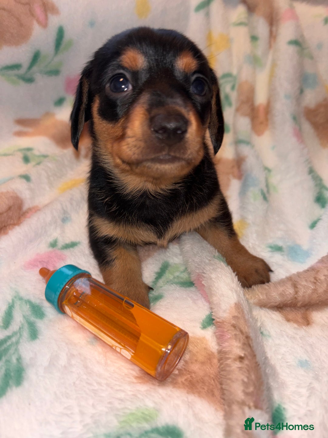 Miniature Dachshund dogs for sale: Dreamy miniature dachshunds  - Advert 23