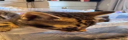 Bengal cats for sale: One boy and three girls  - Advert 29