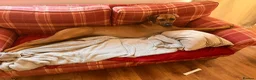 Rhodesian Ridgeback dogs for sale: Wait List Open - Safely Arrived 14th June - Advert 9