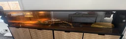 Python Snake reptiles for sale: Male ball python and set up - Advert 2