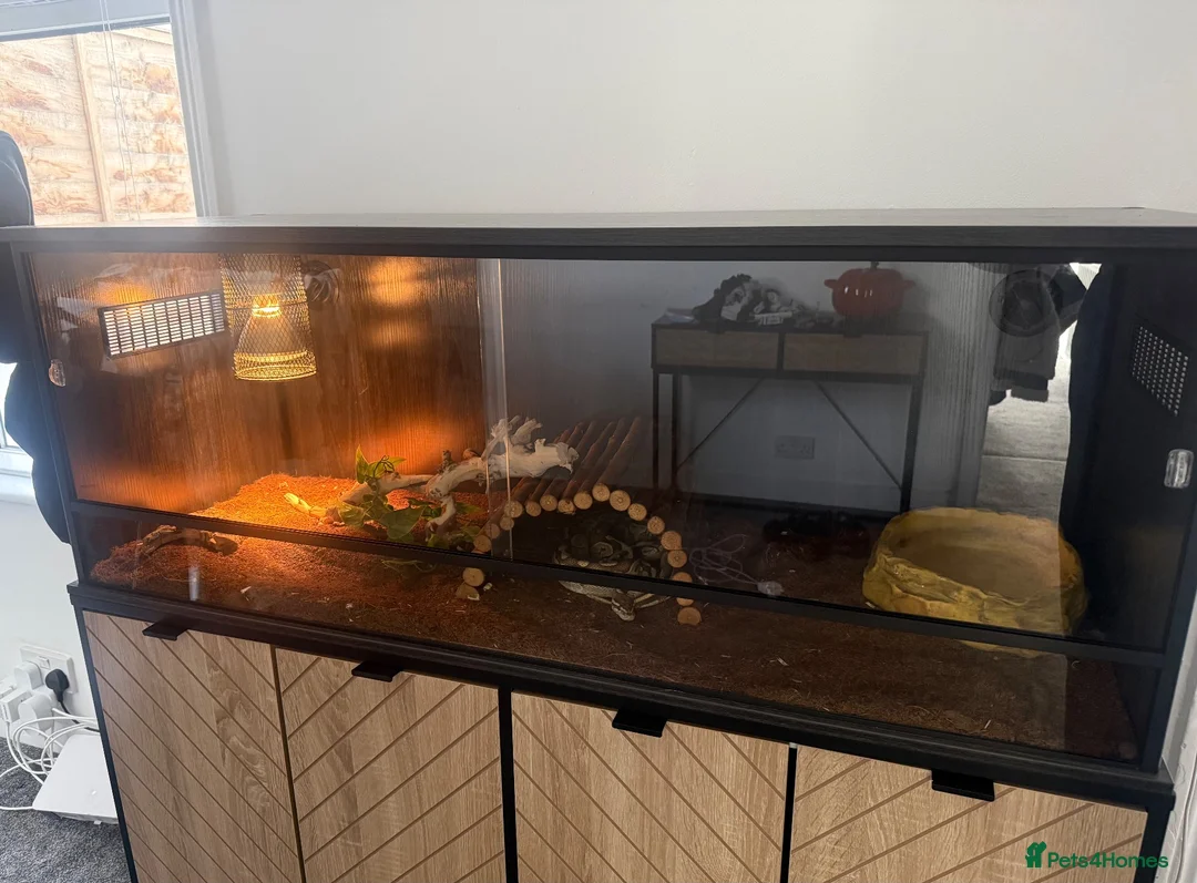 Python Snake reptiles for sale: Male ball python and set up - Advert 2