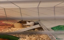 Hamster rodents for sale: Beautiful Syrian hamster - Image 7