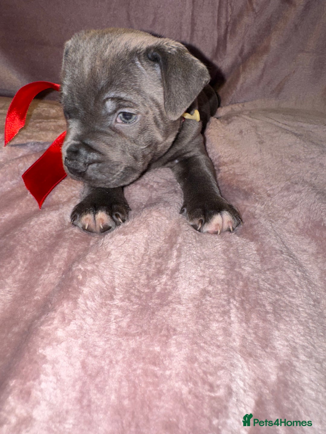 Staffordshire Bull Terrier dogs for sale: KC reg. Staffordshire bull terrier puppies - Advert 6