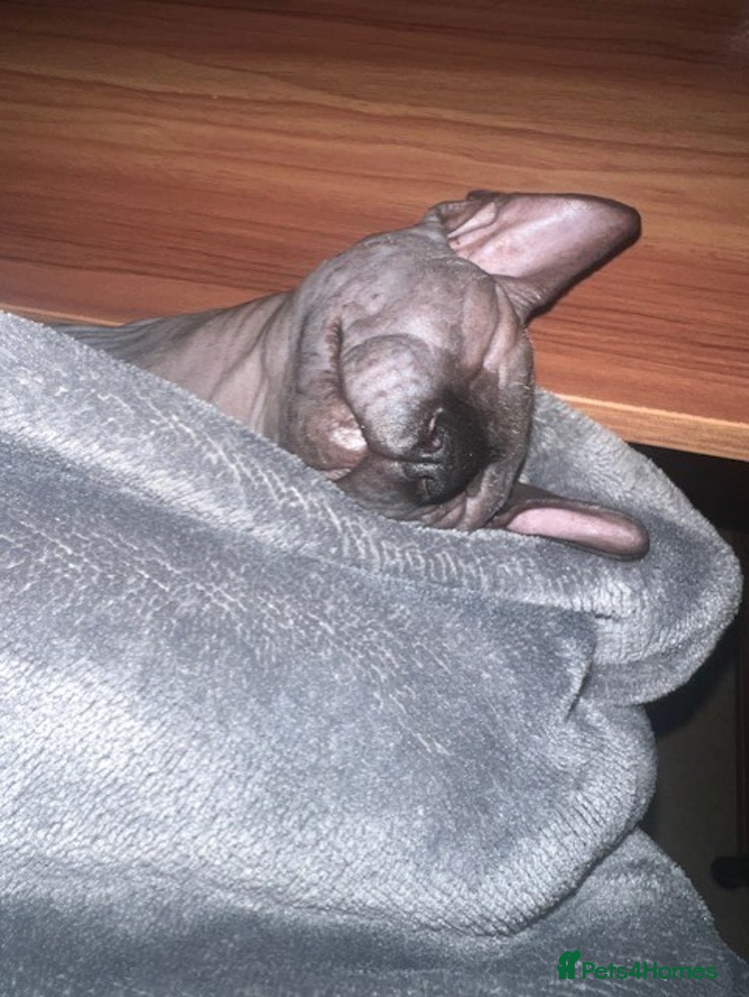 Sphynx cats for sale: Sphynx kitten Male - Image 7