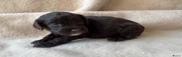 Sproodle dogs for sale: F1 Sproodle Puppies  - Advert 37