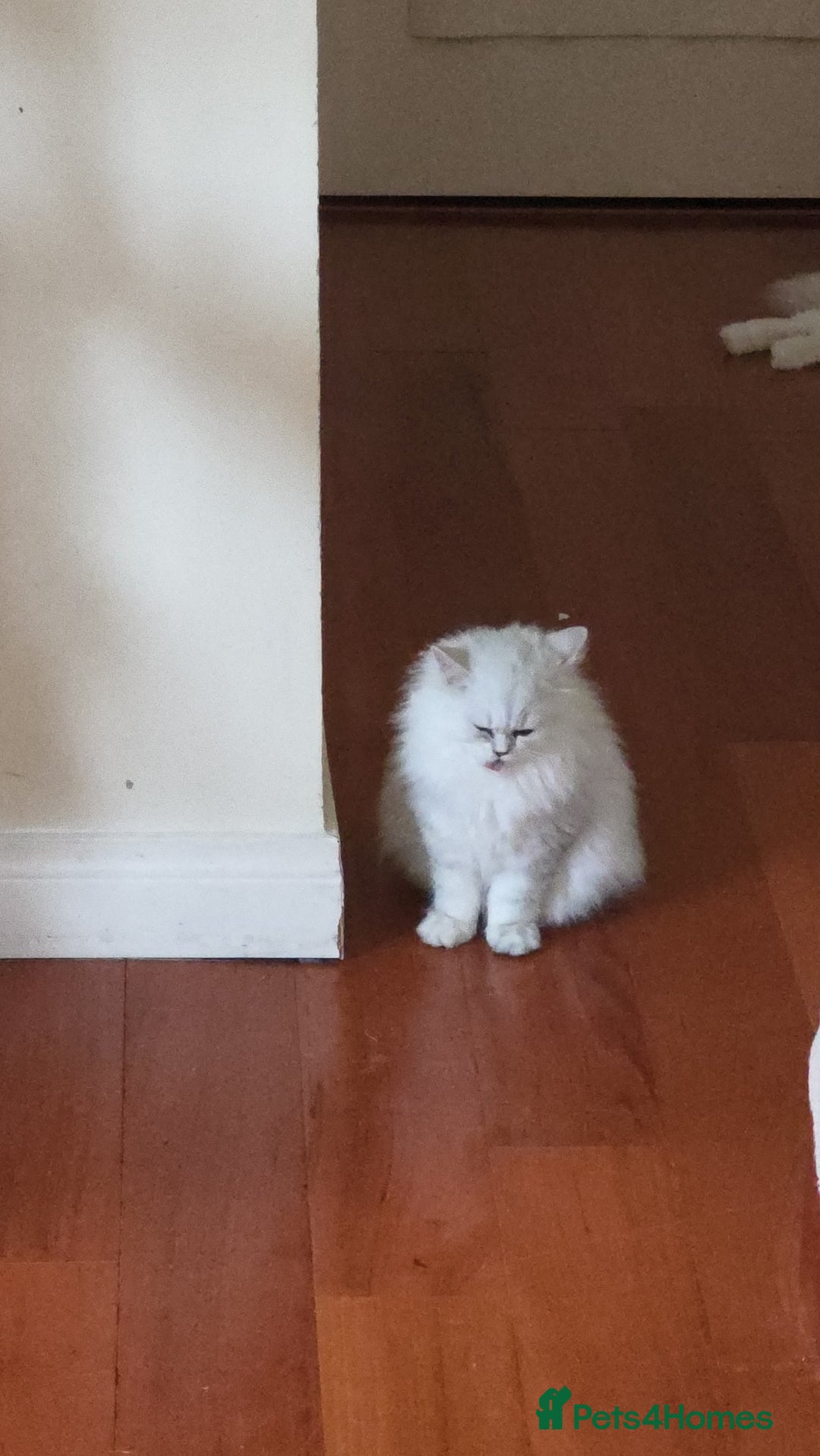 Persian cats for sale: 2 white lovely Persian female kittens  - Image 5