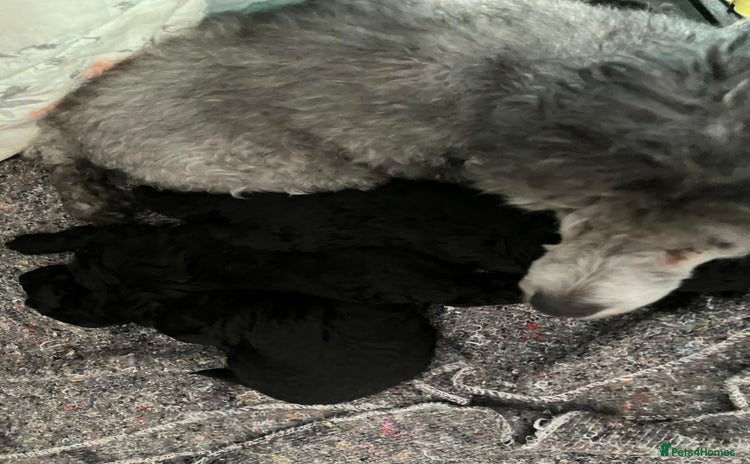 Toy Poodle dogs - Advert 9