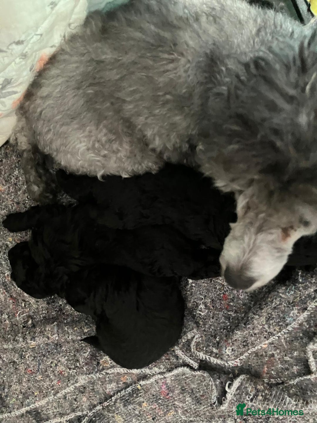 Toy Poodle dogs for sale: Toy poodles - Image 4