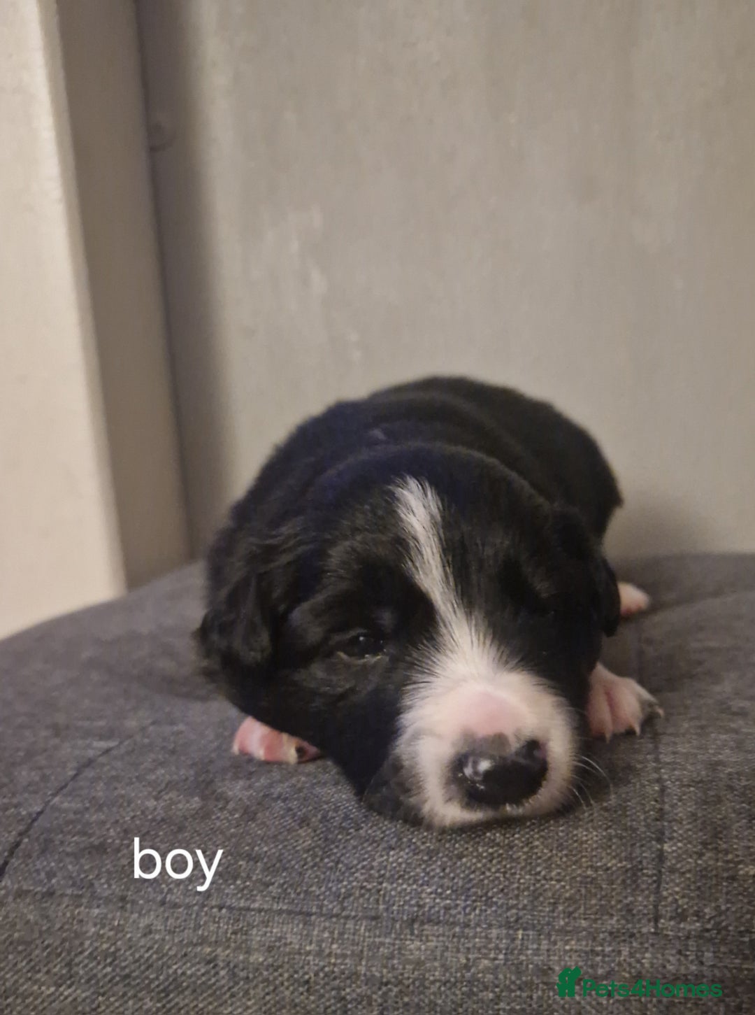 Border Collie dogs for sale: Border collie pups for sale  - Advert 2