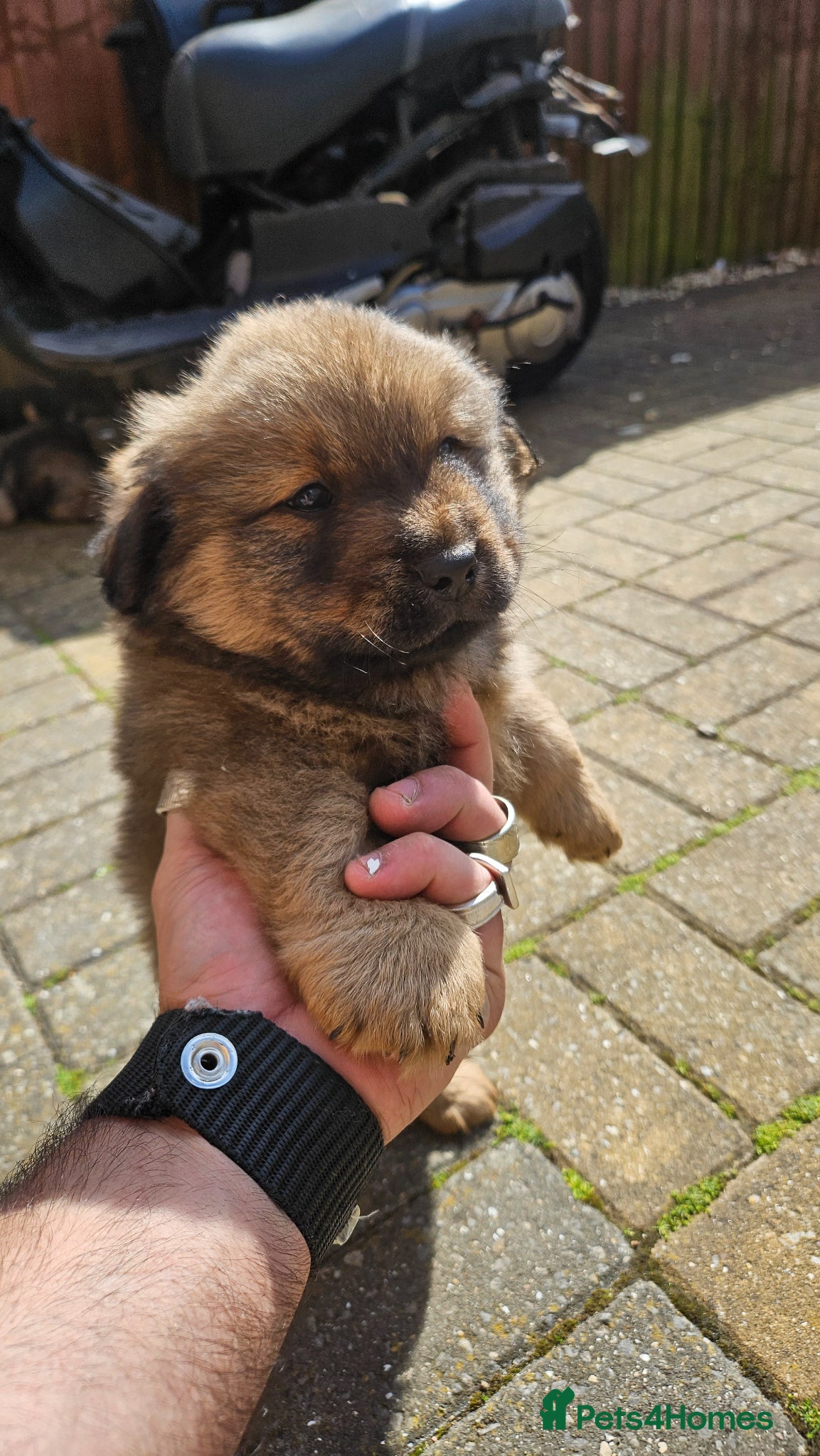 Mixed Breed dogs Chow chow pupps  - Advert 2