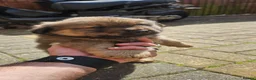 Mixed Breed dogs for sale: Chow chow pupps  - Advert 1