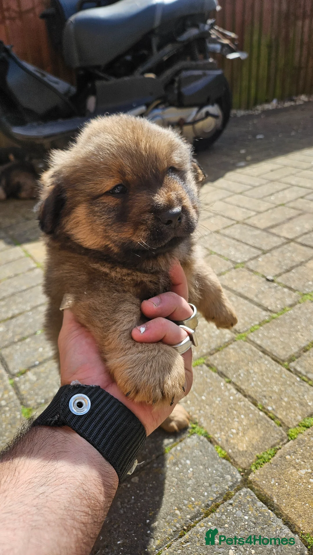 Mixed Breed dogs for sale: Chow chow pupps  - Advert 1