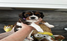 Cavalier King Charles Spaniel dogs for sale: 5 beautiful cavalier King Charles spaniel puppies - Image 7