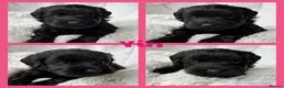 Miniature Schnauzer dogs for sale: BVA/MAC TESTED CLEAR - KC REG 2 BLACK GIRLS - Advert 4