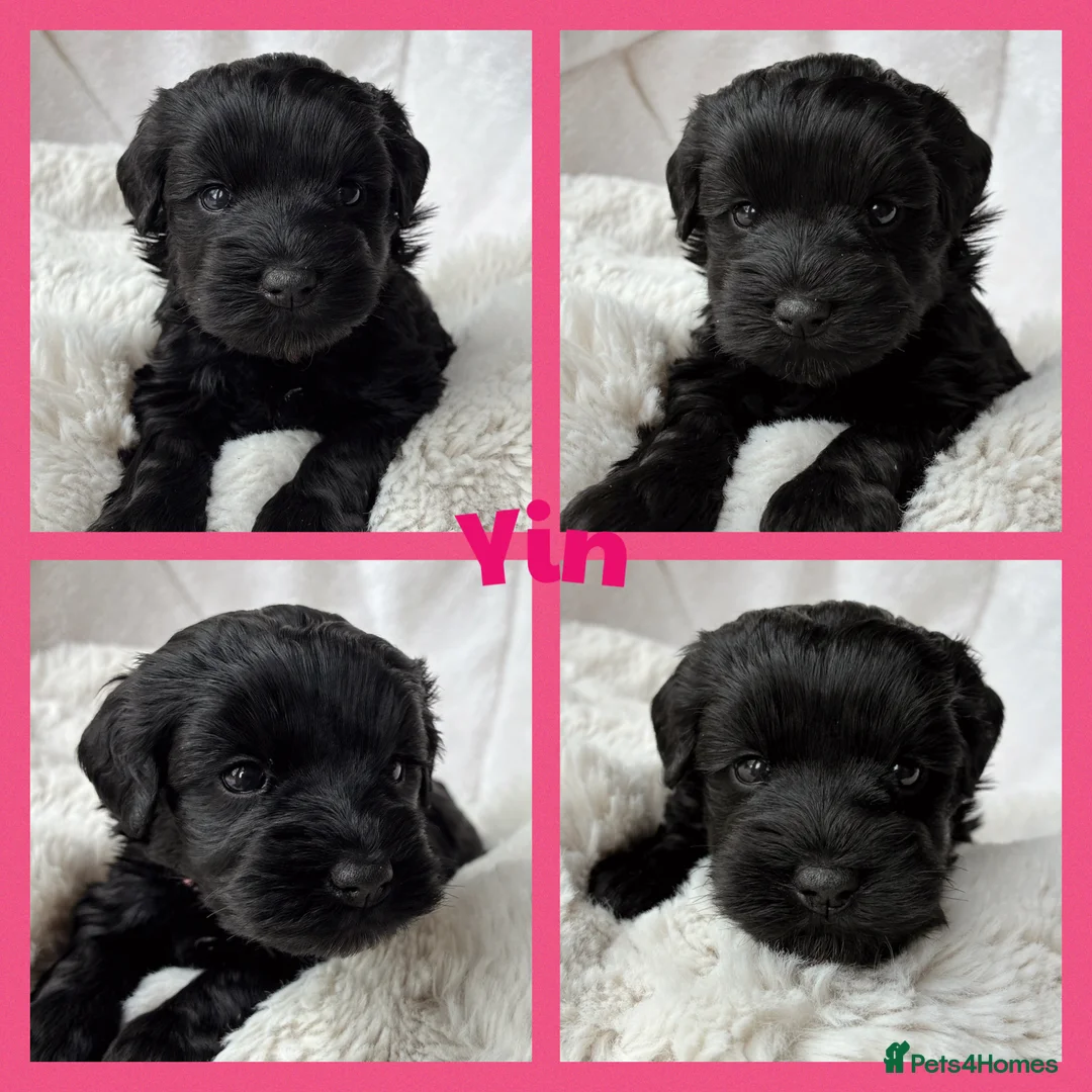 Miniature Schnauzer dogs for sale: BVA/MAC TESTED CLEAR - KC REG 2 BLACK GIRLS - Advert 1