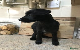 Mixed Breed dogs for sale: Bedlington whippet Italian grayhound x  - Advert 9