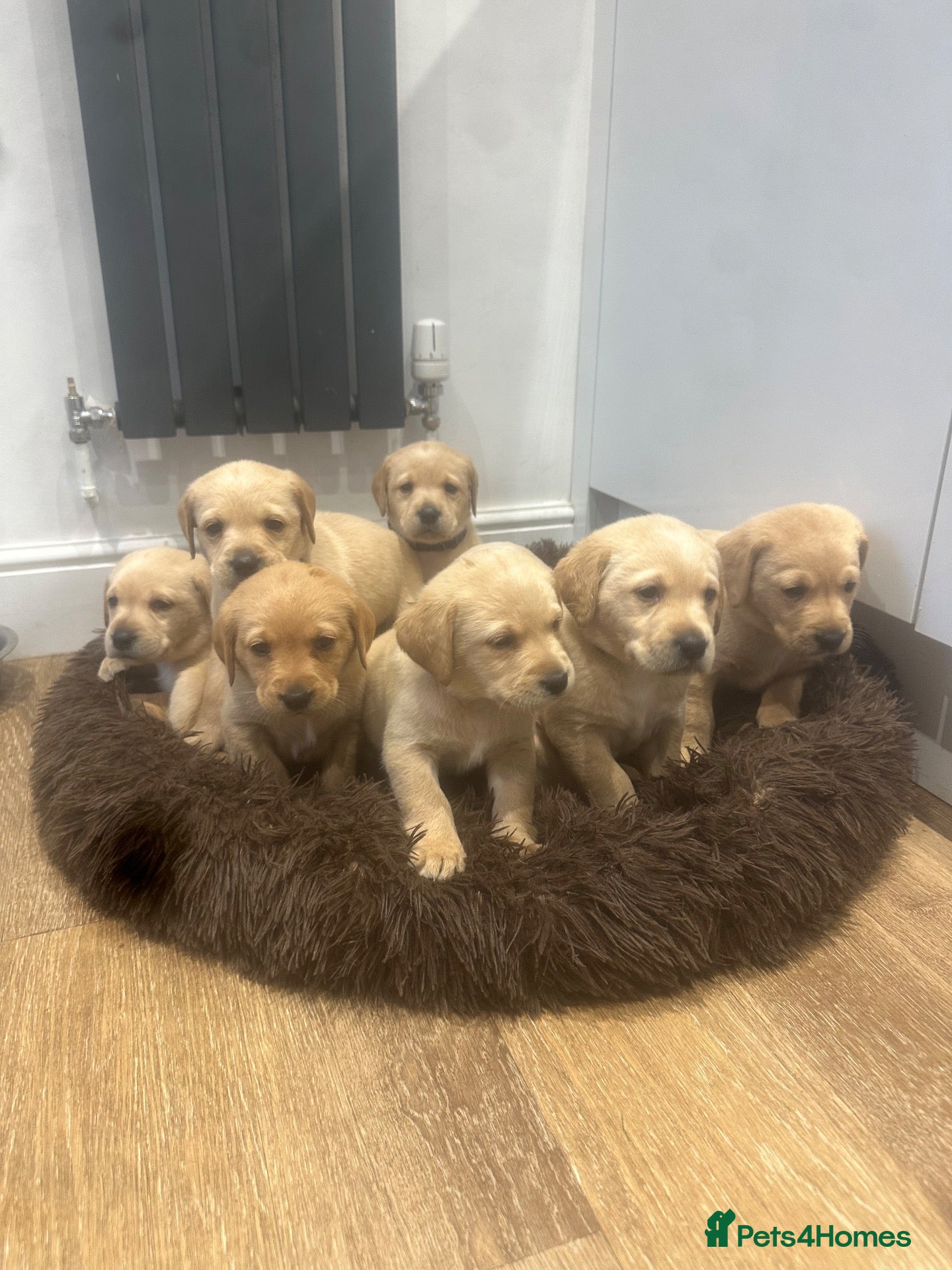 Labrador Retriever dogs for sale: My Labrador Puppys only 3 left now 🐾 - Advert 22