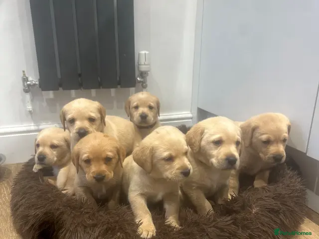 Labrador Retriever dogs for sale: My Labrador Puppys only 3 left now 🐾 - Advert 3