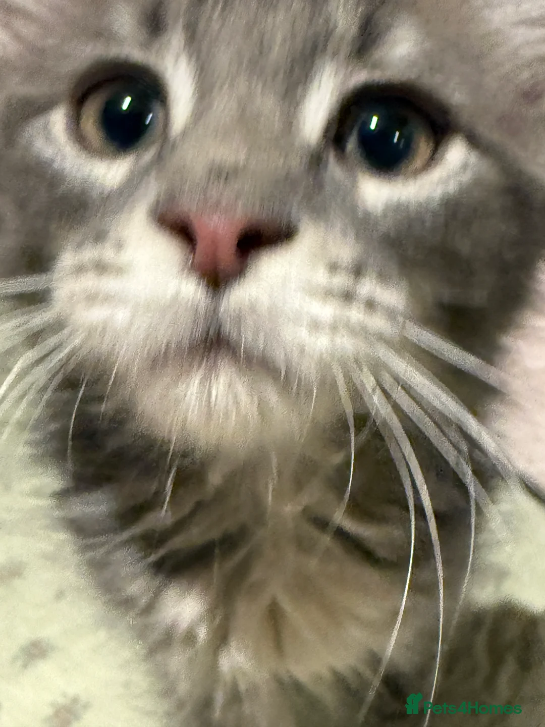 Maine Coon cats for sale: 3-month-old pure Maine Coon Girl ready to go - Advert 7