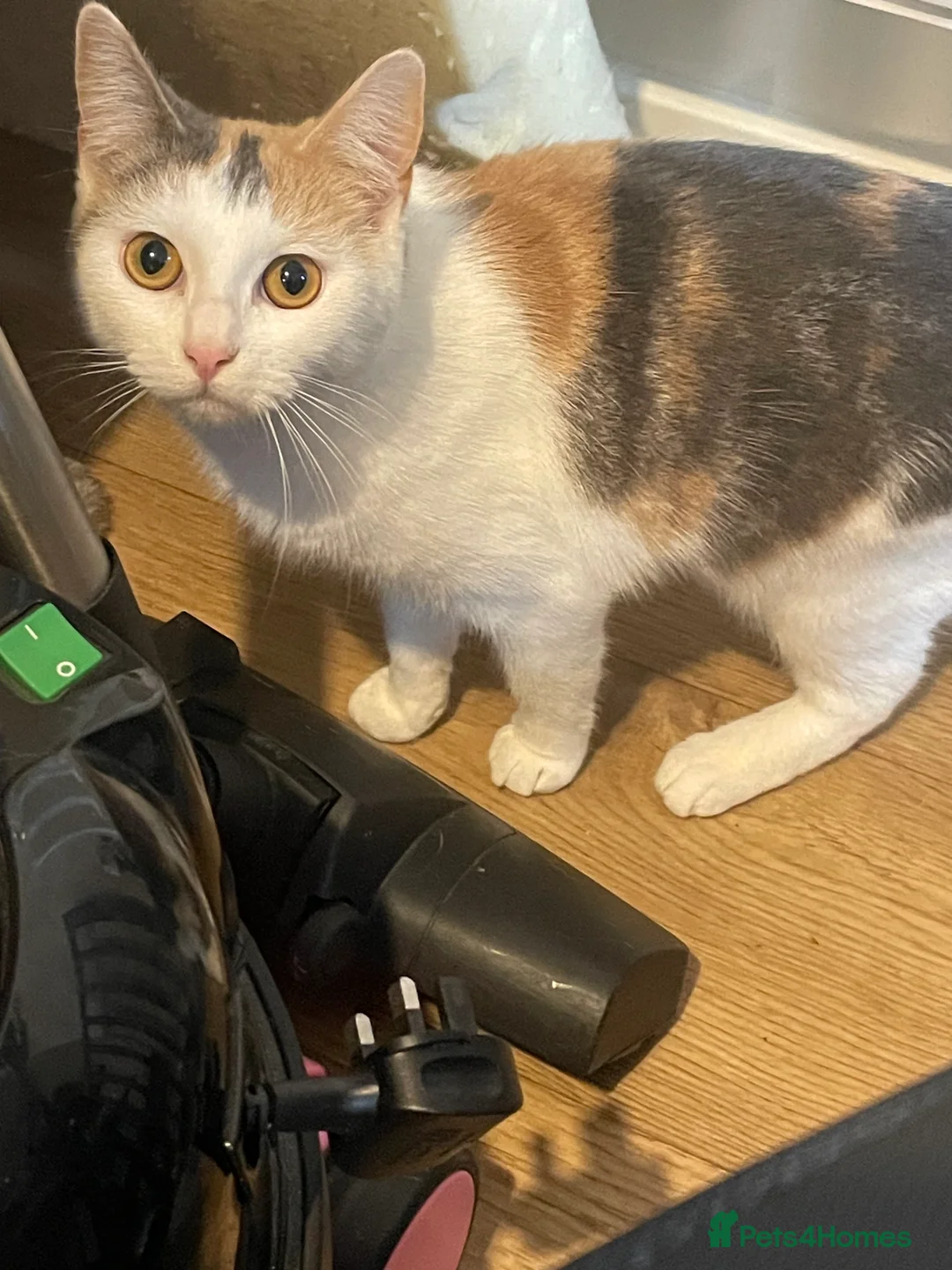 Mixed Breed cats for sale: 2 female cats - Advert 1