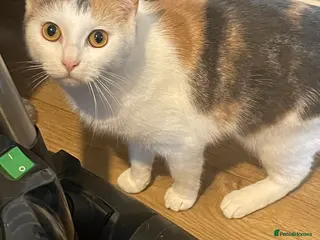 Mixed Breed cats 2 female cats - Advert 1