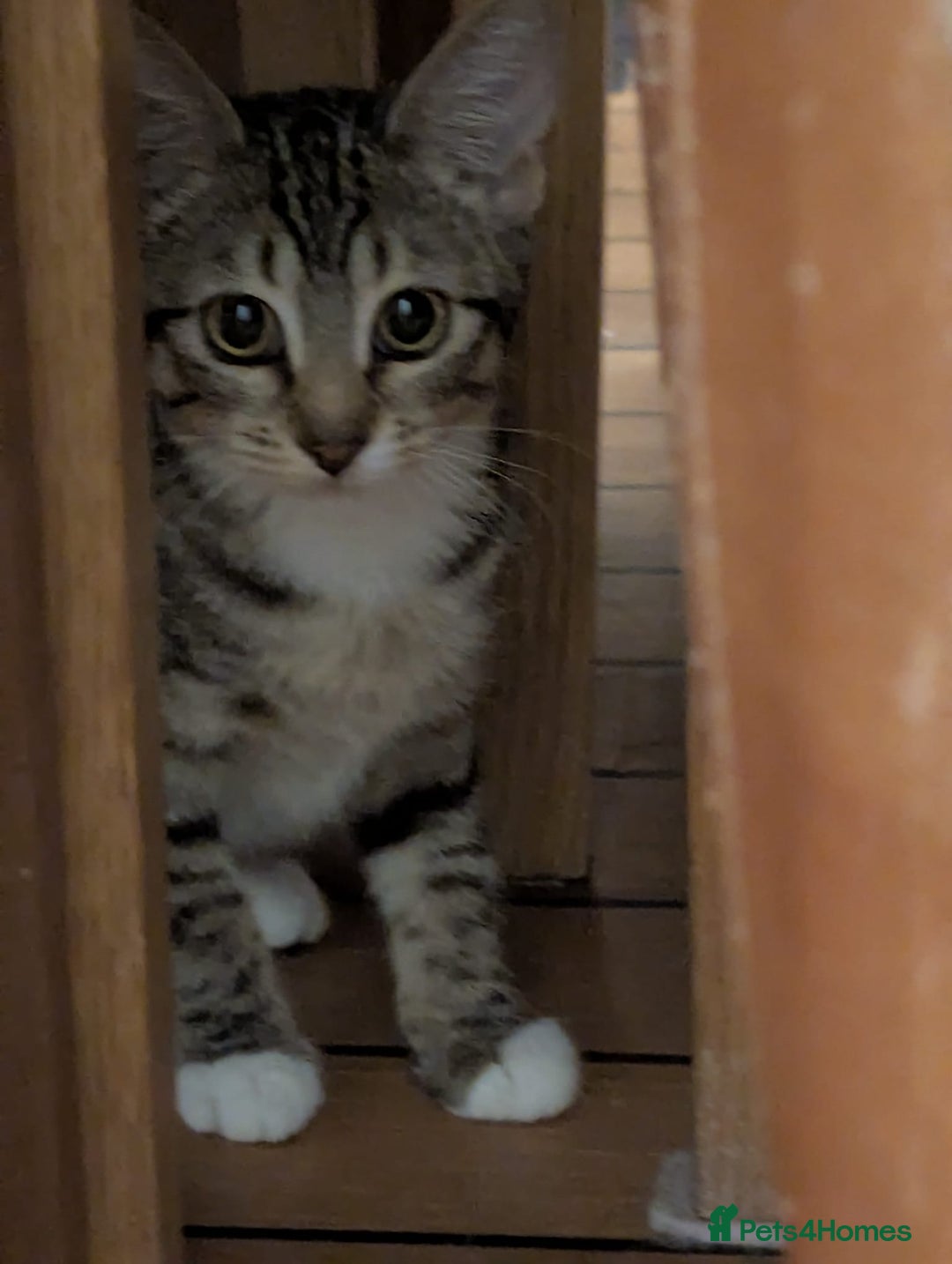 Mixed Breed cats for sale: Kittens for sale - Advert 2