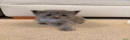 Mixed Breed cats for sale: Adorable Ragdoll Mix Fluffy kittens x4 - Advert 6