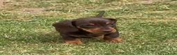 Miniature Dachshund dogs for sale: OUTSTANDING SMOOTH MINIATURE DACHSHUND PUPS  - Advert 12