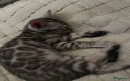 Bengal cats for sale: Grey/Silver Bengal Kitten (Male) - Image 6