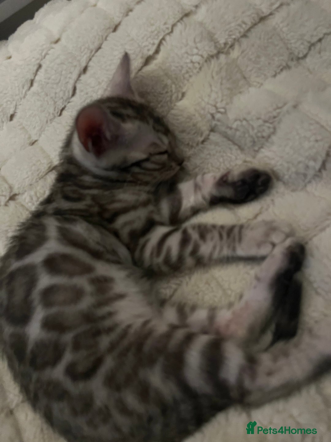 Bengal cats for sale: Grey/Silver Bengal Kitten (Male) - Image 6