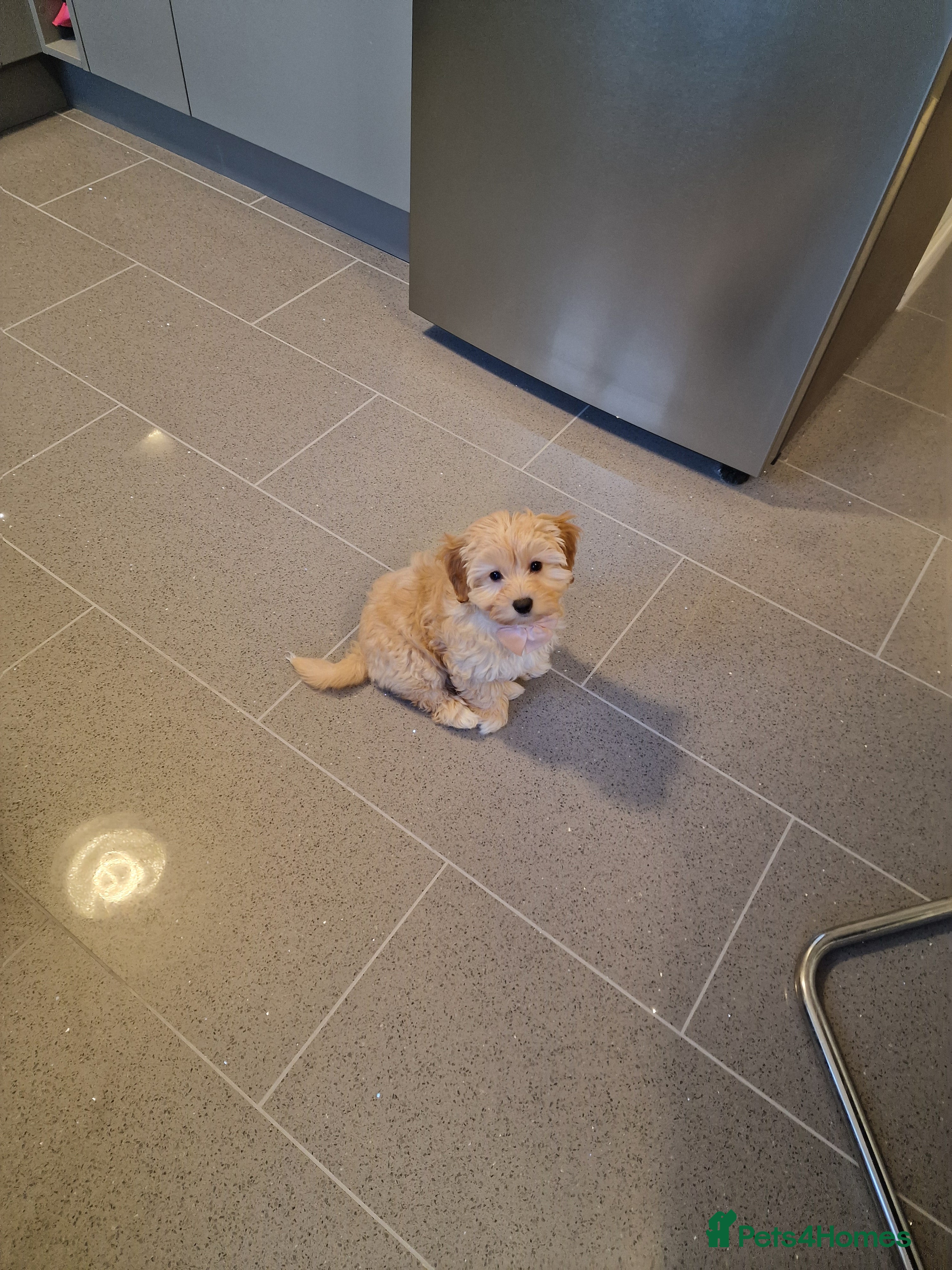 Cavapoo dogs Gorgeous 12 week old Cavapoo, Lola💗 - Advert 3