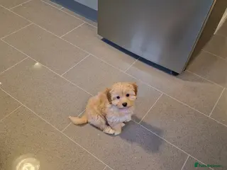 Cavapoo dogs Gorgeous 12 week old Cavapoo, Lola💗 - Advert 3