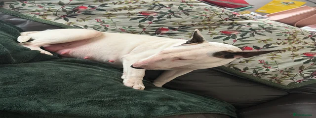 Remi