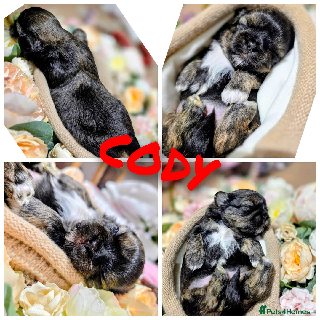 Shih Tzu dogs for sale: 🐾Shih tzu puppies 🐾 - Advert 2