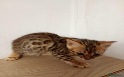 Bengal cats for sale: 6 beautiful bengal kittens ready soon  - Image 10